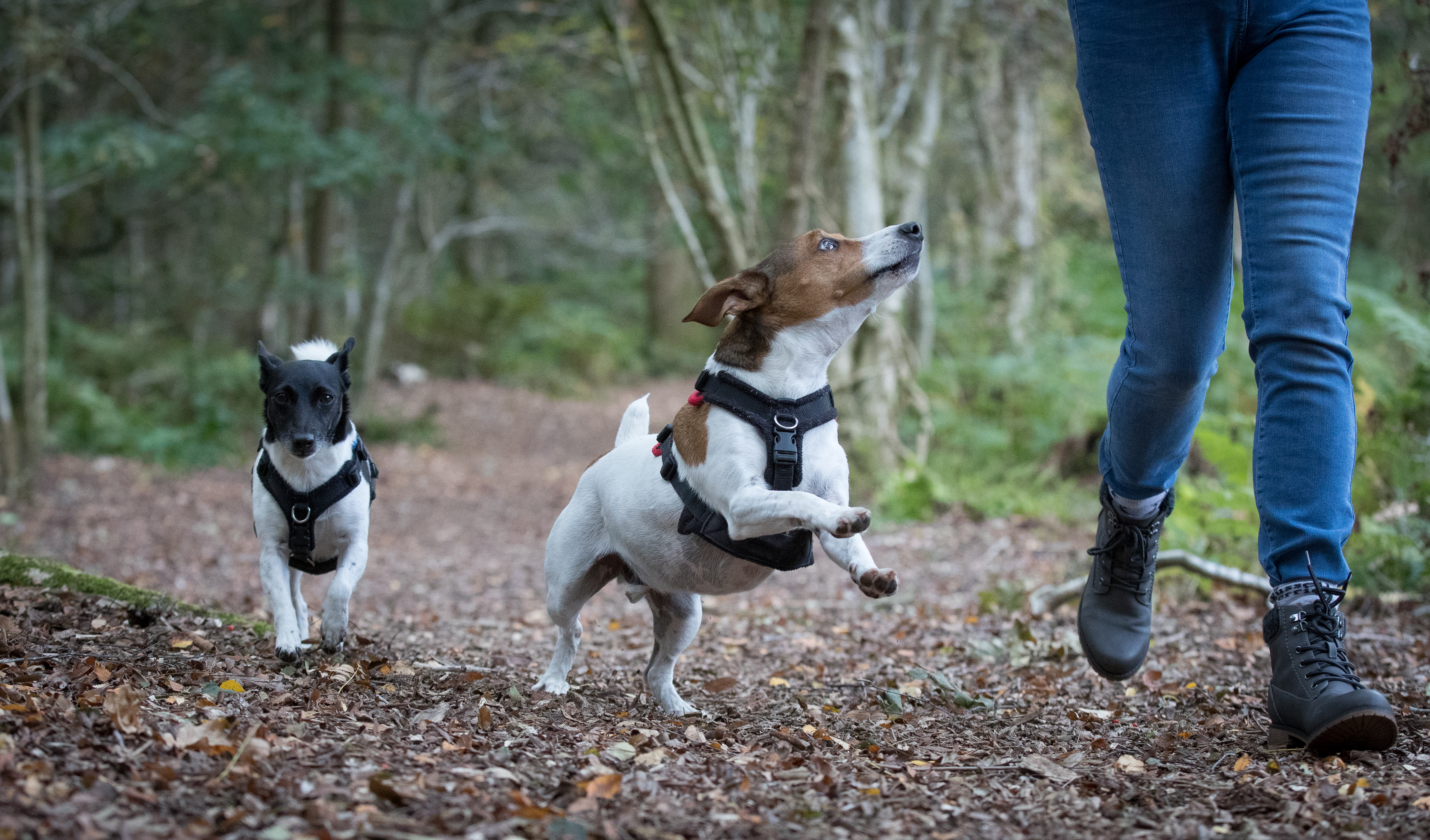 Mylo, tan-and-white, leaping beside Dawn as Millie, black-and-white, follows along the woodland path