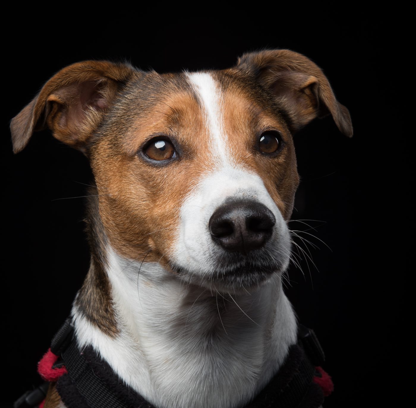 Mylo, Dawn’s tan-and-white Jack Russell, looking towards the camera